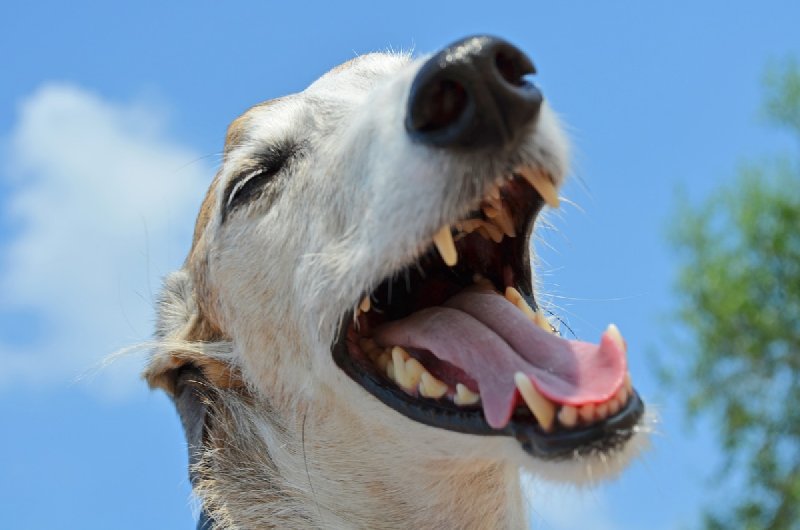 Mycie zębów psu i kotu. Jak i kiedy?