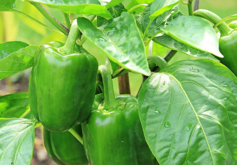 Jak i dlaczego trzeba podpierać rośliny?